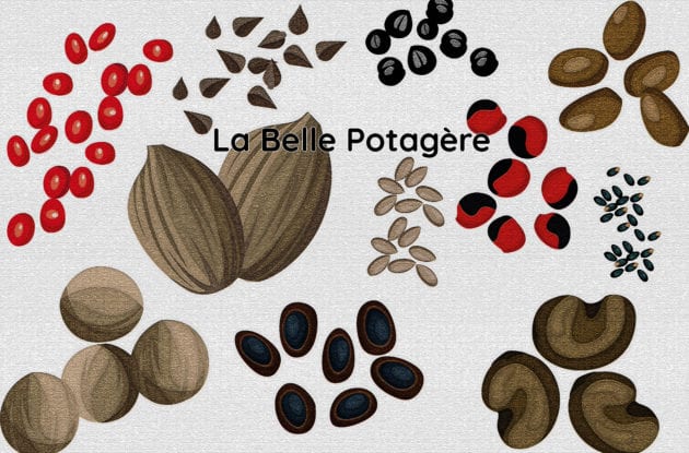 La Belle Potagere Salade Laitue Merveille Des 4 Saisons