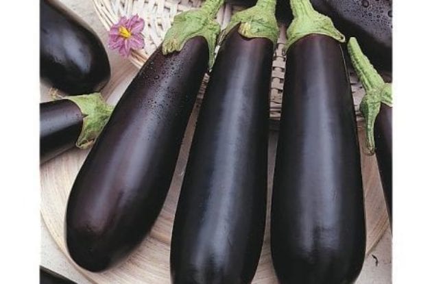 AUBERGINE SHAKIRA GODET BIO 8/8