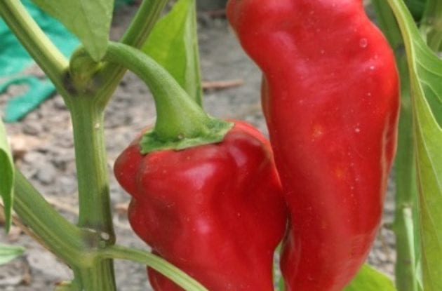 PIMENT GORRIA GODET BIO 8/8