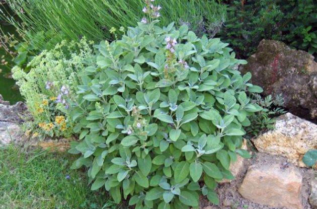 SAUGE OFFICINALE BLOC COCO 10/10