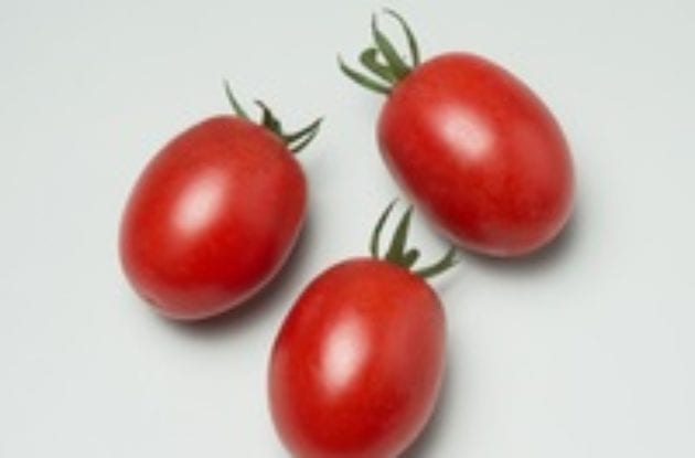 TOMATE CAPRICCIO POT BIO 13/10