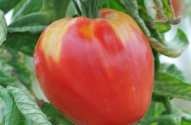 TOMATE CUOR DI BUE (COEUR DE BOEUF) POT BIO 13/10