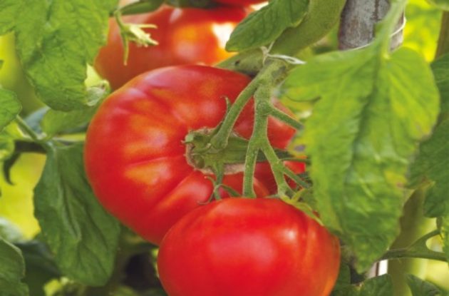 TOMATE MERVEILLE DES MARCHES GODET BIO 8/8