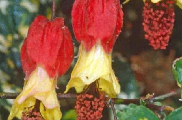 ABUTILON MEGAPOTAMICUM VARIEGATUM GD/C2BIO