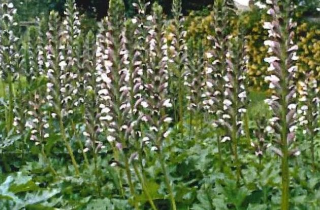 ACANTHUS HUNGARICUS GD/C2BIO