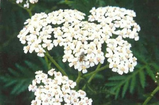 ACHILLEA MILLEFOLIUM C2BIO