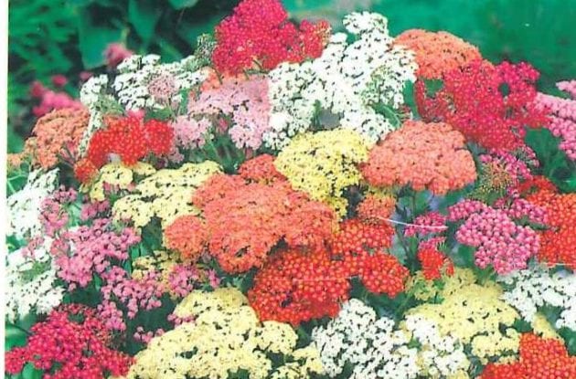 ACHILLEA MILLEFOLIUM SUMMER PASTEL GD/C2BIO