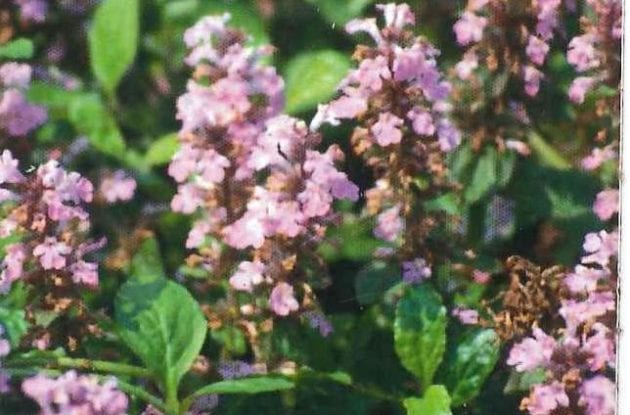 AJUGA REPTANS ROSEA  C2BIO