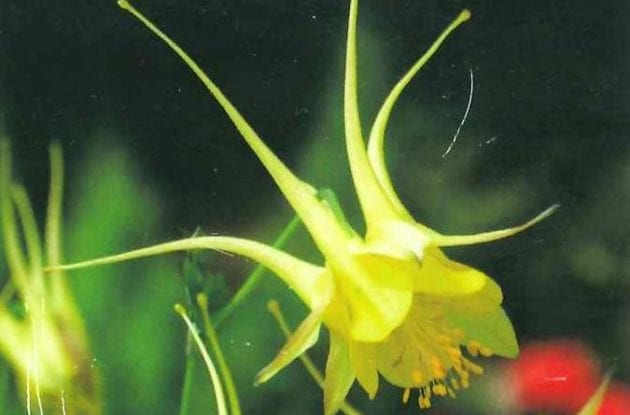 AQUILEGIA CHRYSANTHA YELLOW QUEEN GD/C2BIO