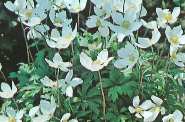 ANEMONE SYLVESTRIS GD/C2BIO