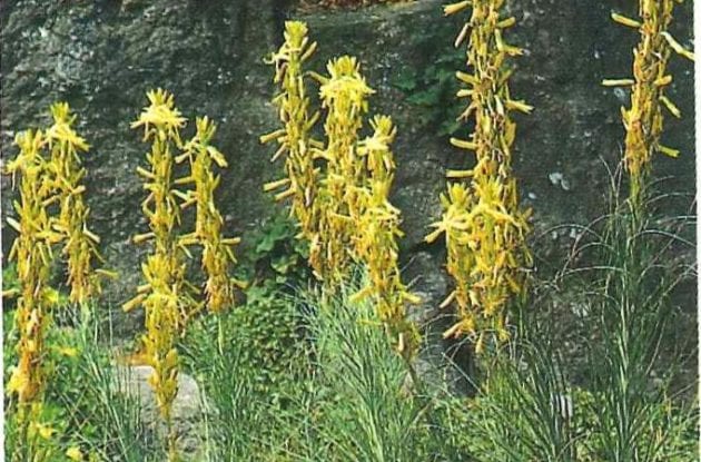 ASPHODELINE LUTEA C2BIO