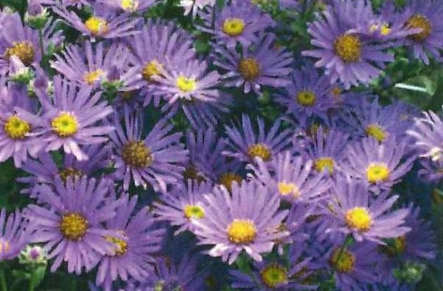 ASTER AMELLUS BLUE KING / ASTER D’ETE C2BIO