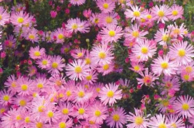 ASTER ERICOIDES PINK STAR C2BIO