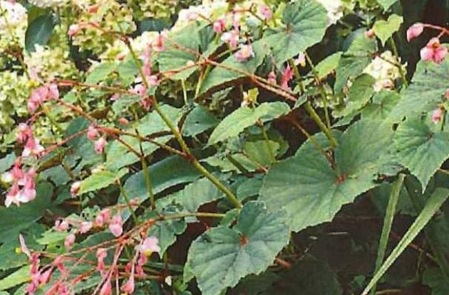 BEGONIA GRANDIS C2BIO