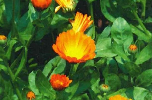 CALENDULA OFFICINALIS C2BIO