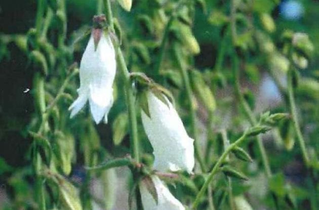 CAMPANULA ALLIARIIFOLIA C2BIO