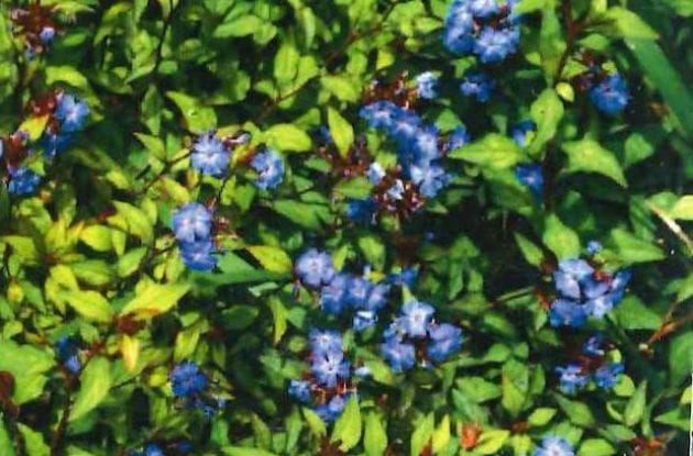 CERATOSTIGMA WILLMOTIANUM C2BIO