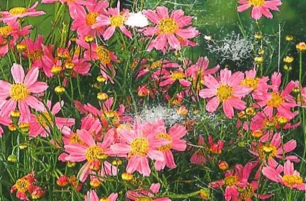 COREOPSIS ROSEA AMERICAN DREAM C2BIO