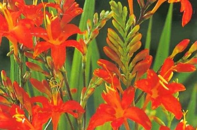 CROCOSMIA MASONIORUM C2BIO