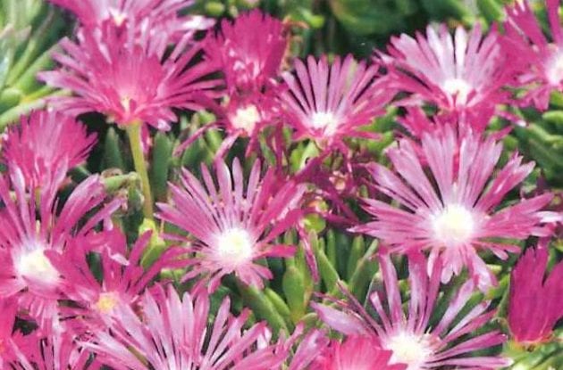 DELOSPERMA COOPERI C2BIO