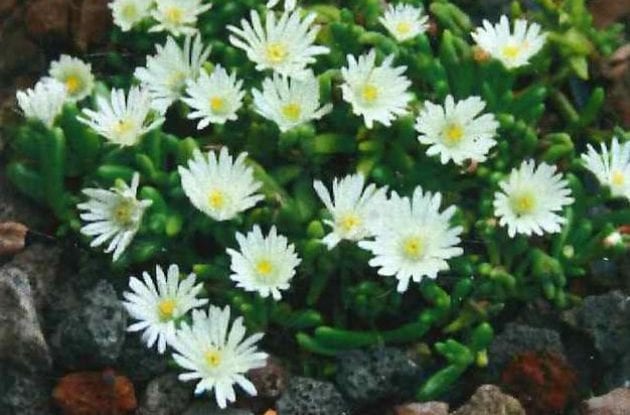 DELOSPERMA GRAAF REINET C2BIO