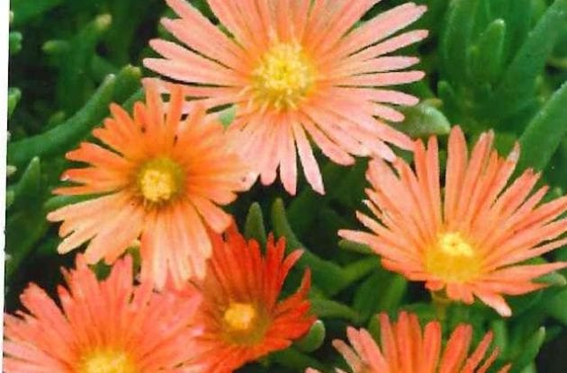 DELOSPERMA KELAIDIS C2BIO