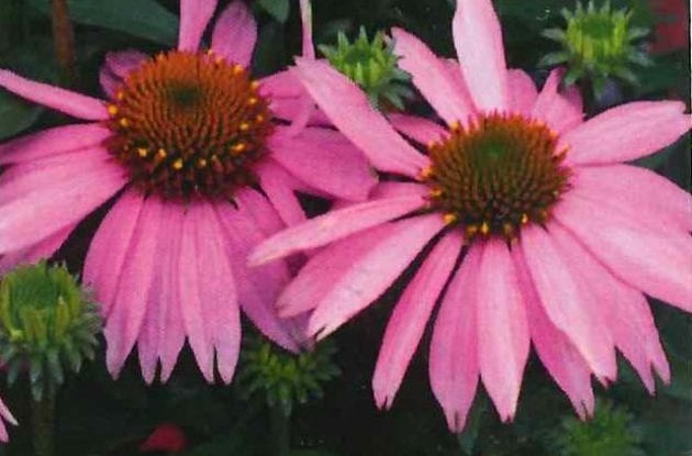 ECHINACEA PURPUREA BABY SWAN PINK C2BIO