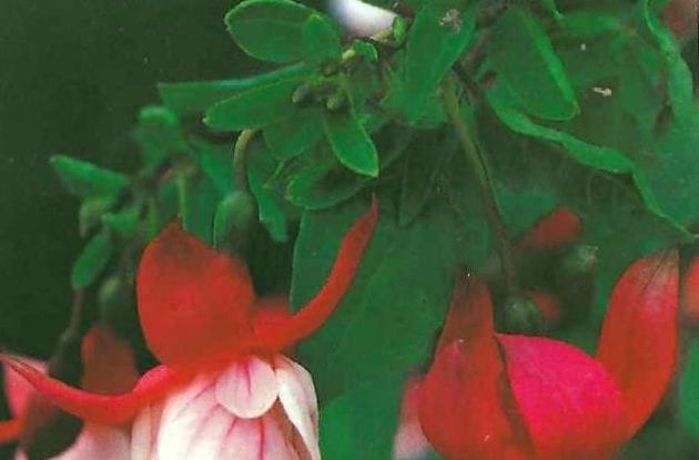 FUCHSIA ALICE HOFFMAN C2BIO