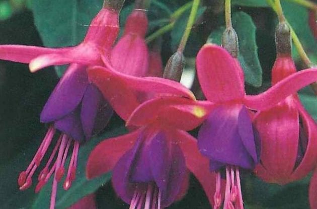 FUCHSIA TOM THUMB C2BIO