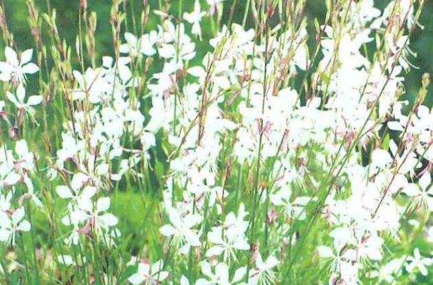 GAURA LINDHEIMERI C2BIO