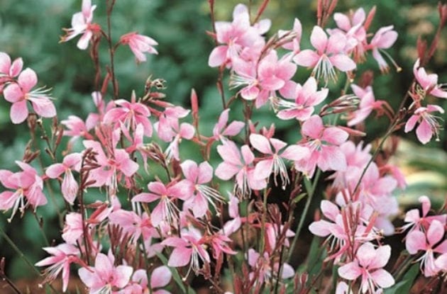 GAURA LINDHEIMERI CHERRY BRANDY C2BIO