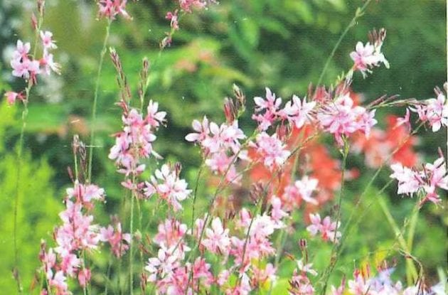 GAURA LINDHEIMERI SISKIYOU PINK C2BIO