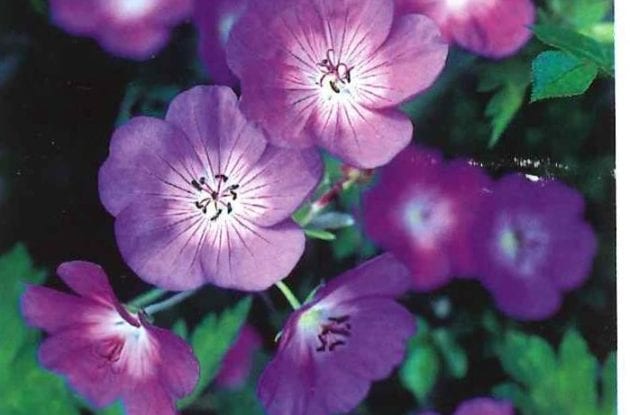 GERANIUM GERWAT ROZANNE C2BIO