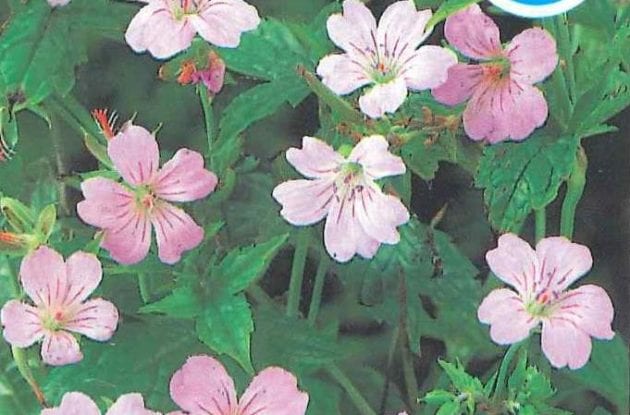 GERANIUM NODOSUM C2BIO