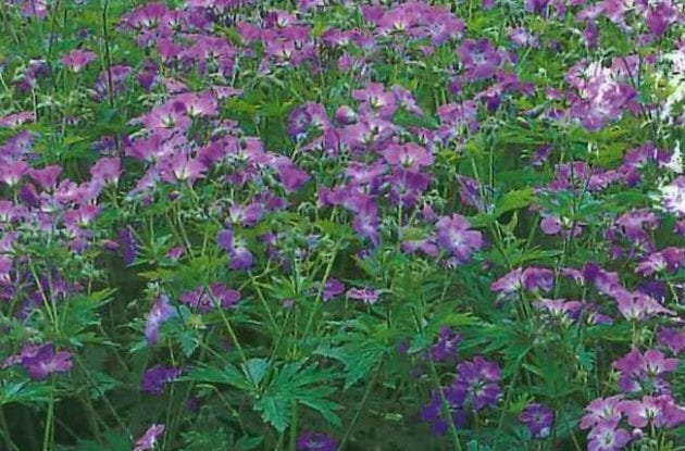 GERANIUM SYLVATICUM MAYFLOWER C2BIO