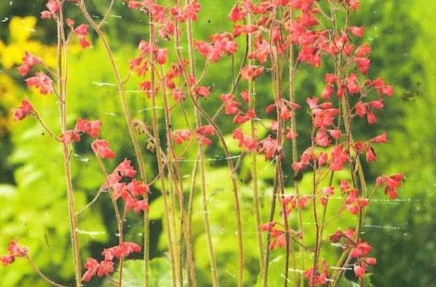 HEUCHERA BRIZOIDES LEUCHTKAFER C2BIO