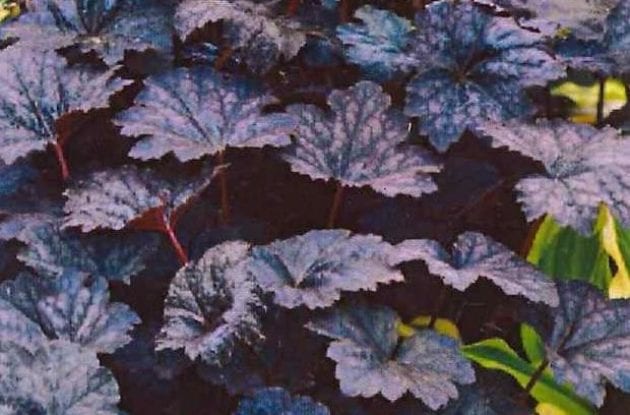 HEUCHERA FROSTED VIOLET C2BIO