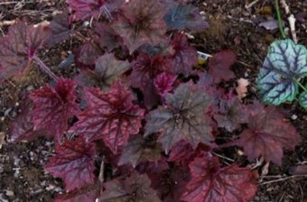 HEUCHERA MICRANTHA PALACE PURPLE C2BIO