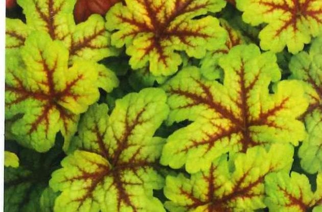 HEUCHERELLA ALABAMA SUNRISE C2BIO