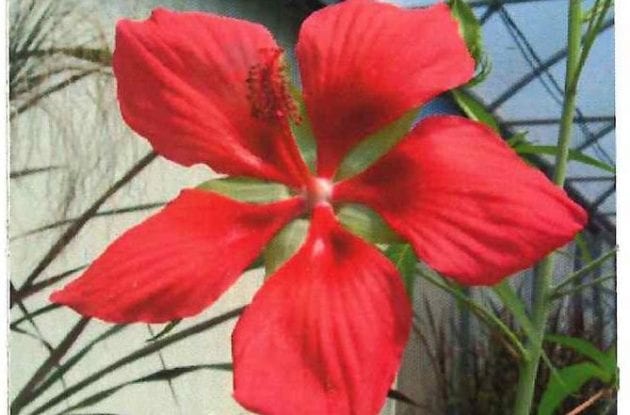 HIBISCUS COCCINEUS C2BIO