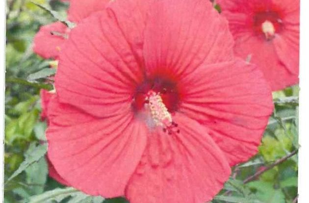 HIBISCUS MOSCHEUTOS ROSY C2BIO