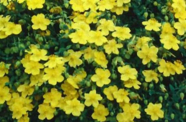 HYPERICUM CERASTOIDES C2BIO