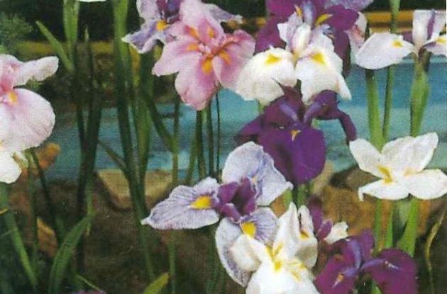 IRIS KAEMPFERI MéLANGE C2BIO