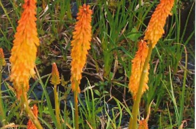 KNIPHOFIA VINCENT LEPAGE C2BIO