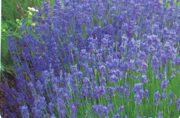 LAVANDULA ANGUSTIFOLIA DWARF BLUE C2BIO