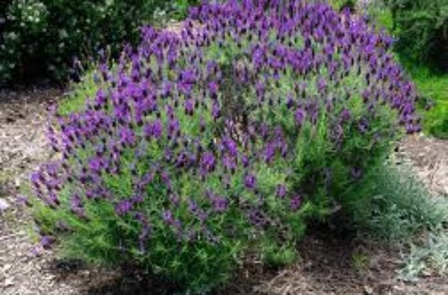 LAVANDULA STOECHAS HELMSDALE C2BIO