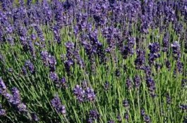 LAVANDULA VERA/ANGUSTIFOLIA C2BIO