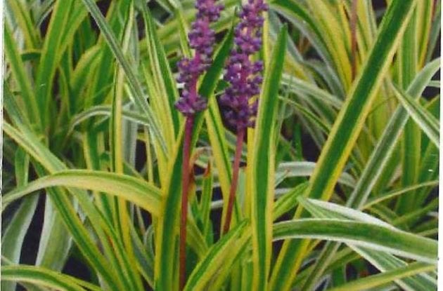 LIRIOPE MUSCARI VARIEGATA C2BIO