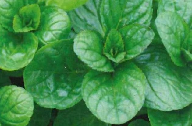 MENTHA PIPERITA BERGAMOT C2BIO