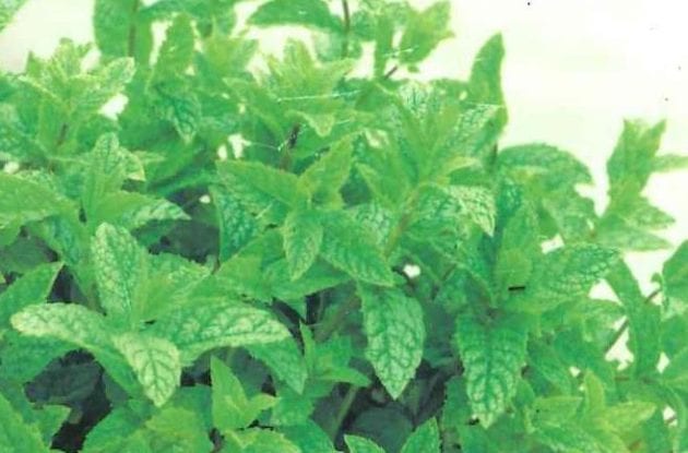 MENTHA SPICATA C2BIO MENTHE MAROCAINE